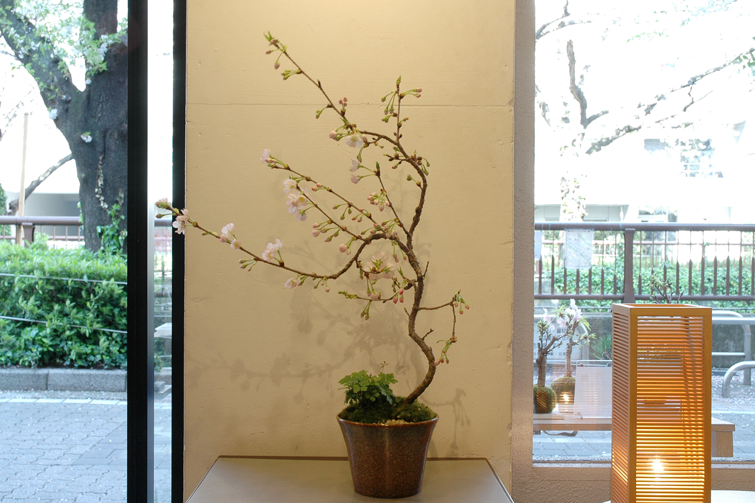 桜 / 八重の輝き | ミニ盆栽・インテリア盆栽・苔玉の通信販売
