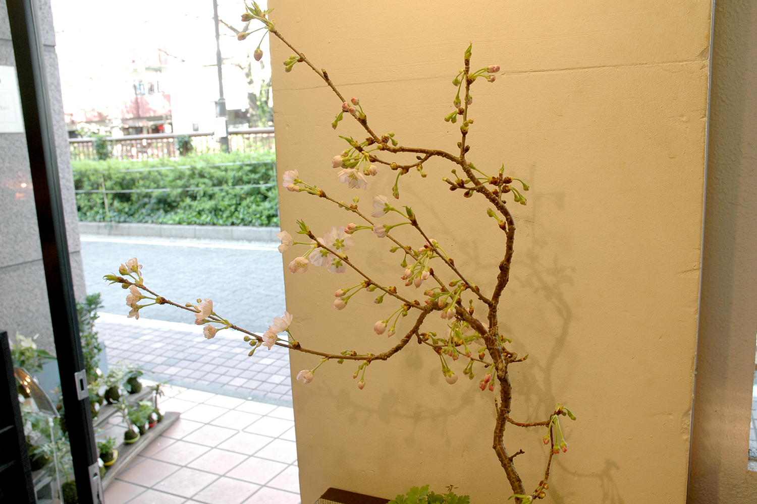 桜 / 八重の輝き | ミニ盆栽・インテリア盆栽・苔玉の通信販売