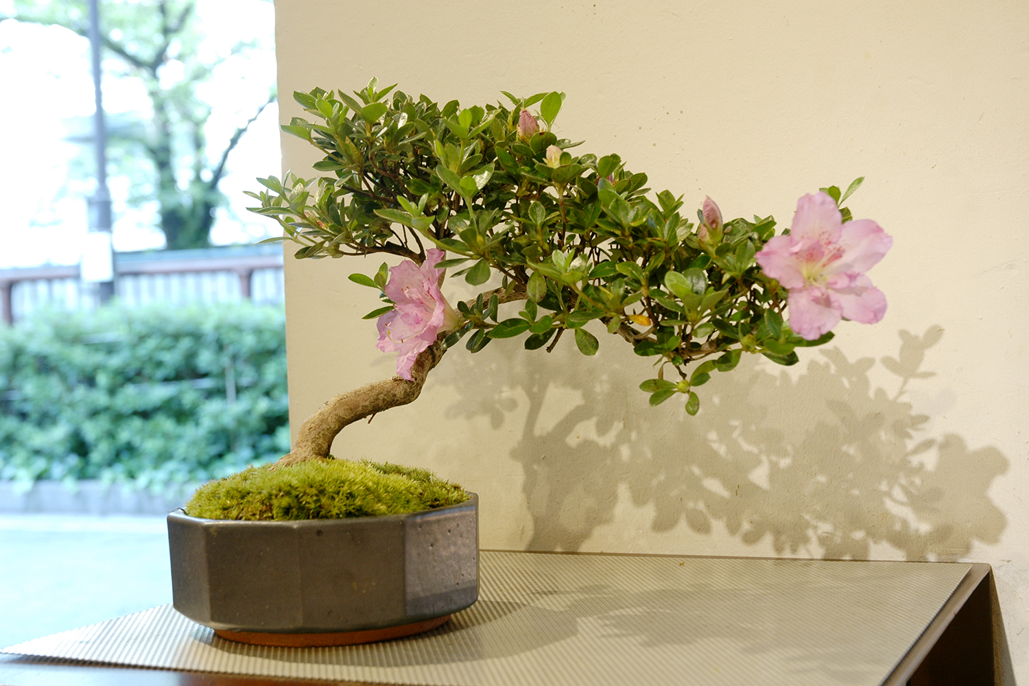 コメツガ(米栂) 盆栽 米栂 コメツガ 吾妻姫 盆栽 BONSAI 観葉植物 ギフト 父の日 プレゼント