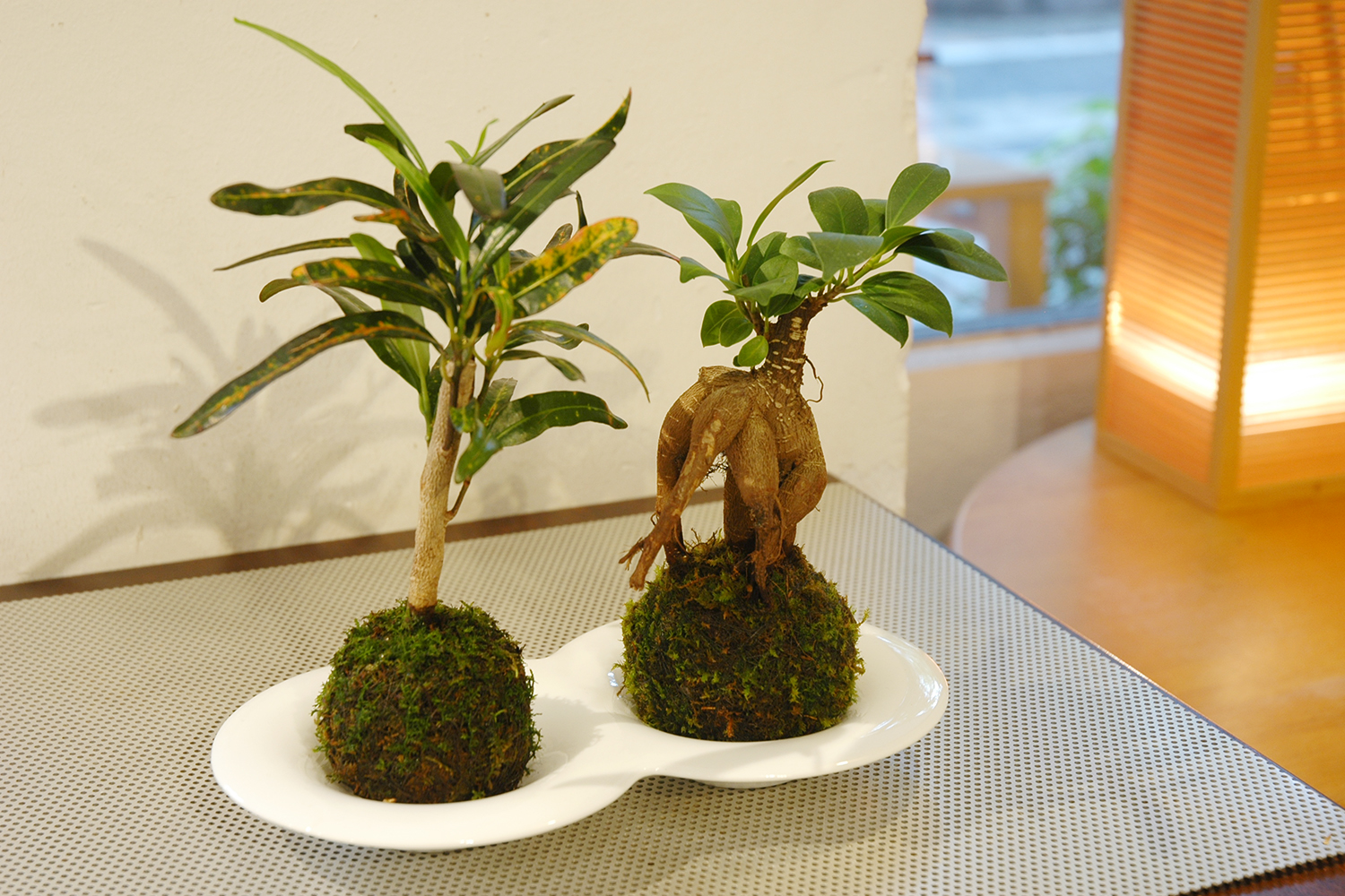 クロトン&ガジュマル苔玉(トレー付) | GreenScapeオンラインストア