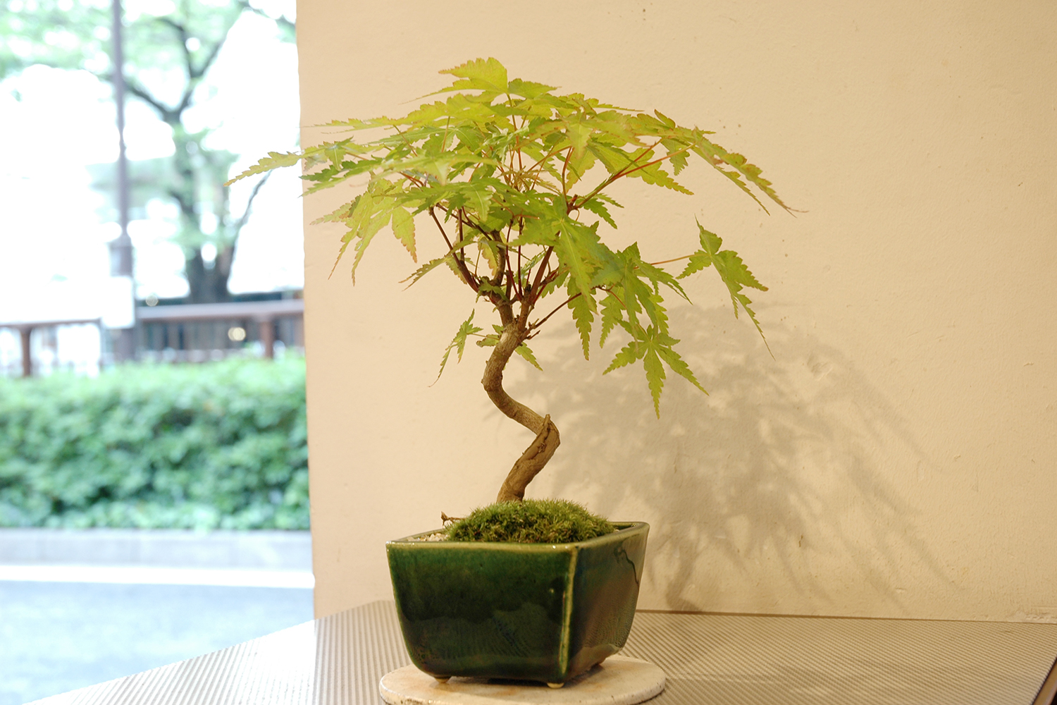 ヤマモミジ　盆栽☆ 山モミジ盆栽 | GreenScapeオンラインストア
