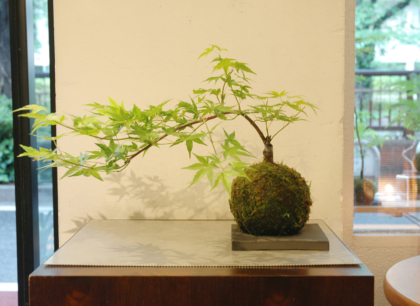 直営店に限定 流泉モミジB 苔玉 | GreenScapeオンラインストア 花・観葉植物