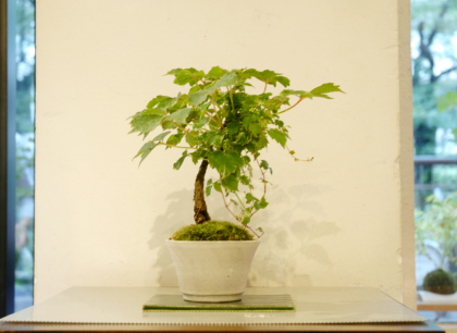 蔦盆栽 盆栽 『蔦（ツタ）』 紅葉 和風 インテリア 春 園芸