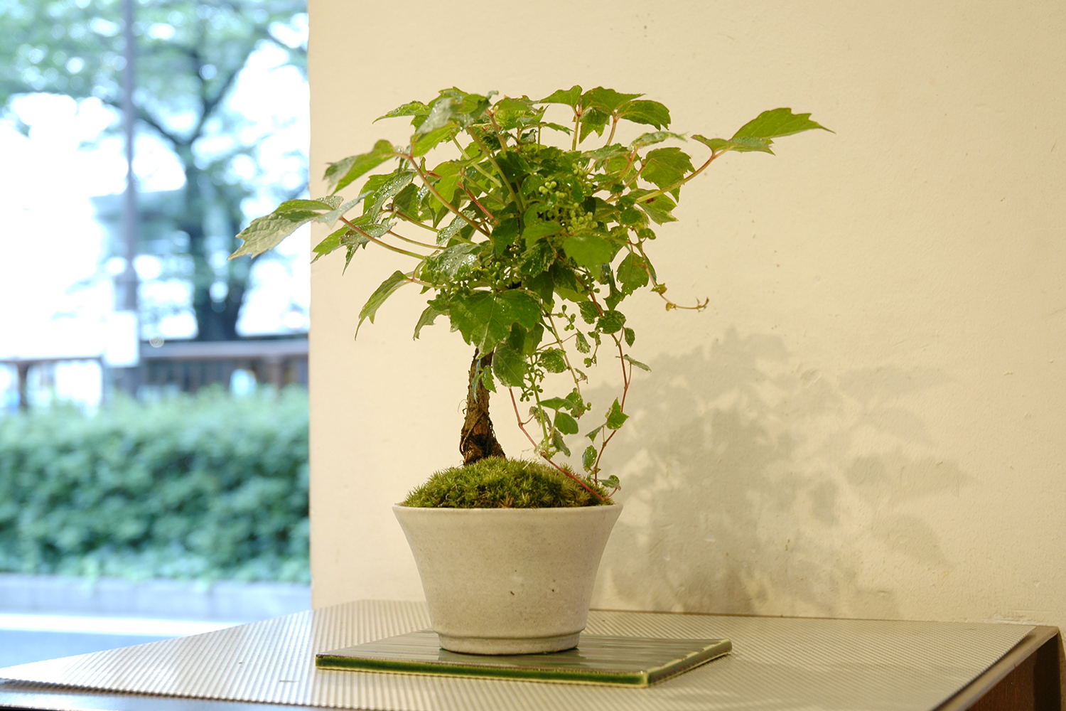 五色ツタ | GreenScapeオンラインストア