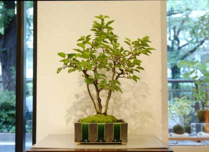 イワシデ | GreenScapeオンラインストア