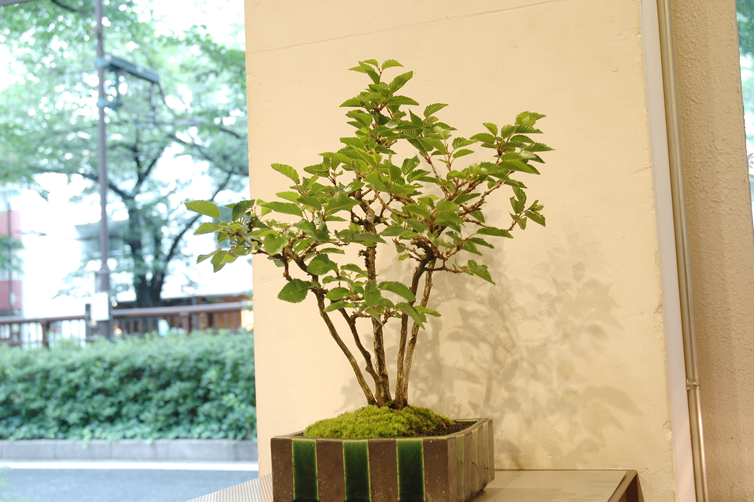 イワシデ | GreenScapeオンラインストア
