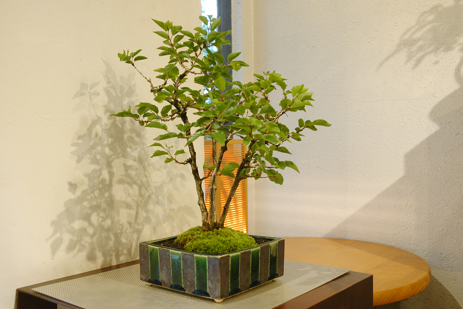 イワシデ | GreenScapeオンラインストア