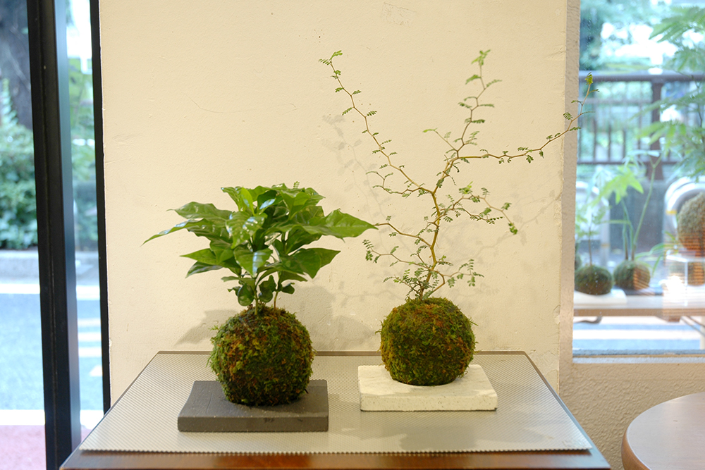日本製造コーヒーの木　苔玉　︎心の落ち着き︎ 観葉植物