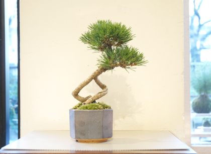 盆栽素材 黒松千寿丸 模様木 楽天市場】八ツ房 黒松 千寿丸 4号【送料無料】【盆栽素材】【松