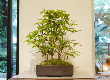 引き取り限定】盆栽 ブナの木？ シデの木？ 観葉植物 庭 木