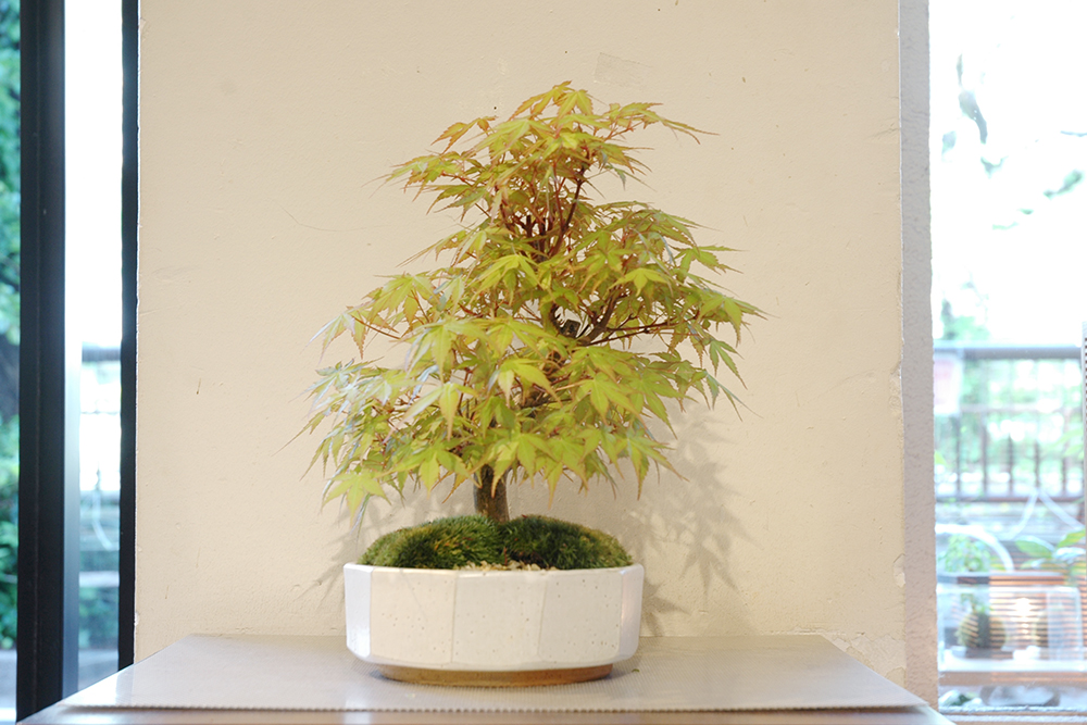 モミジ 長良川モミジ | GreenScapeオンラインストア