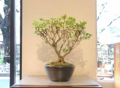 お盆特価。厳選ドウダンツツジ。 DSC_0045-420x306.jpg