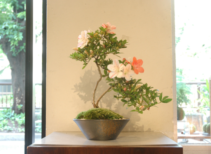 ( 松鏡 ) 皐月盆栽　さつき盆栽　サツキ盆栽 DSC_0031-420x306.jpg