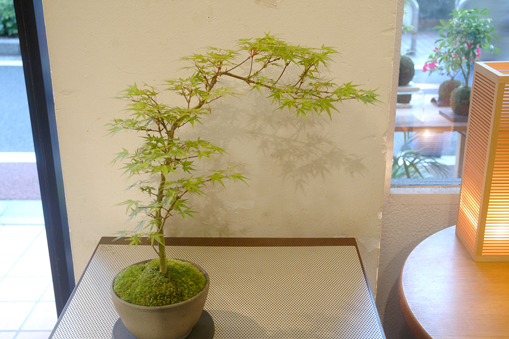 長良川モミジ | GreenScapeオンラインストア