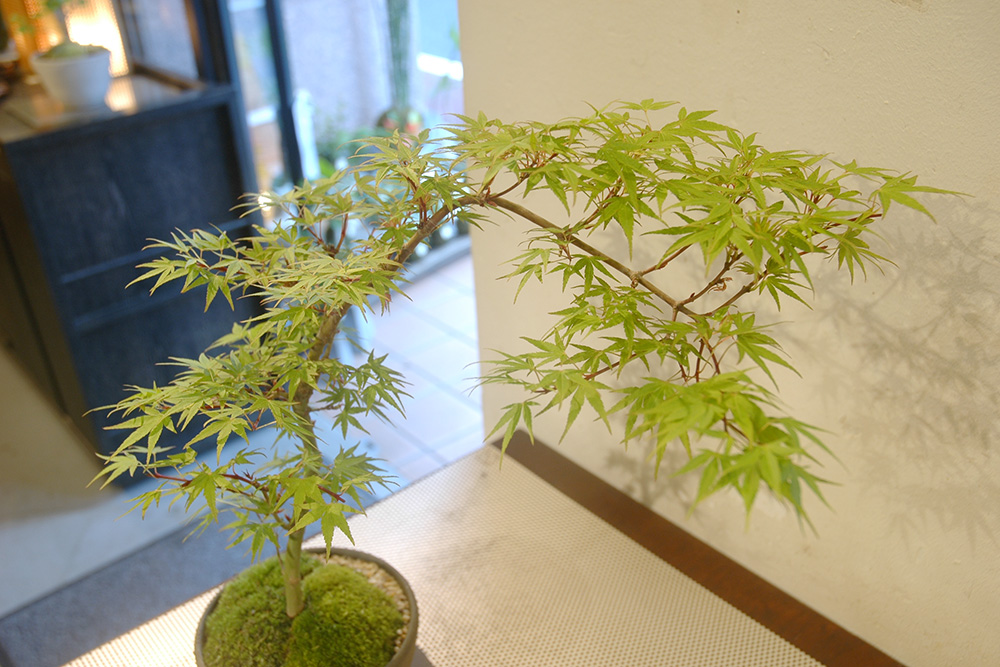 長良川モミジ | GreenScapeオンラインストア